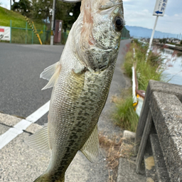 ブラックバス