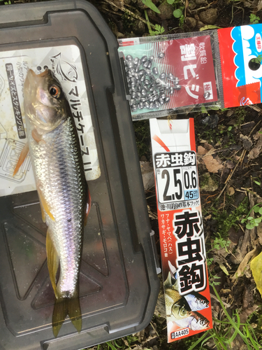 カワムツの釣果