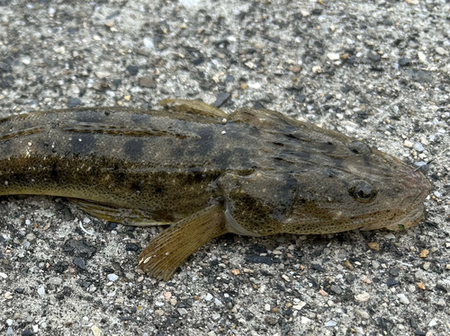 マゴチの釣果