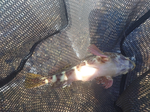 イソゴンベの釣果