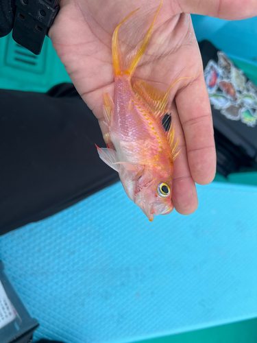 サクラダイの釣果