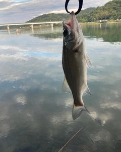 セイゴ（ヒラスズキ）の釣果