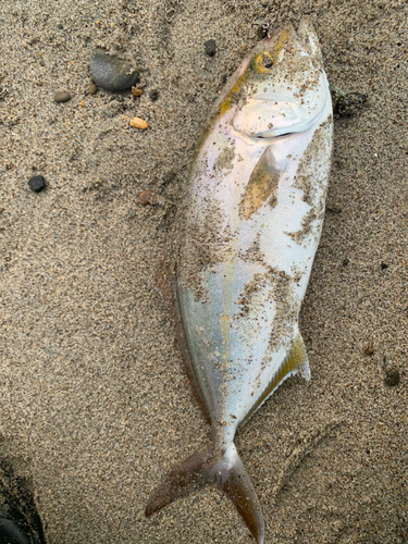 ショゴの釣果