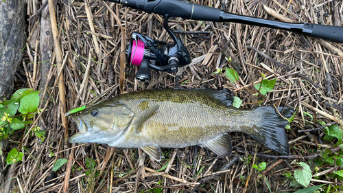 スモールマウスバスの釣果