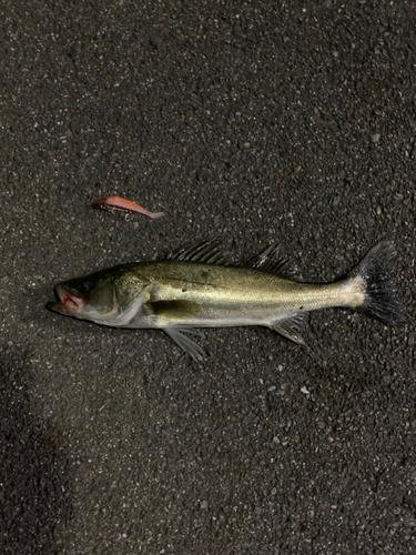 セイゴ（マルスズキ）の釣果