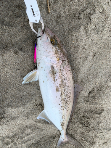 ショゴの釣果