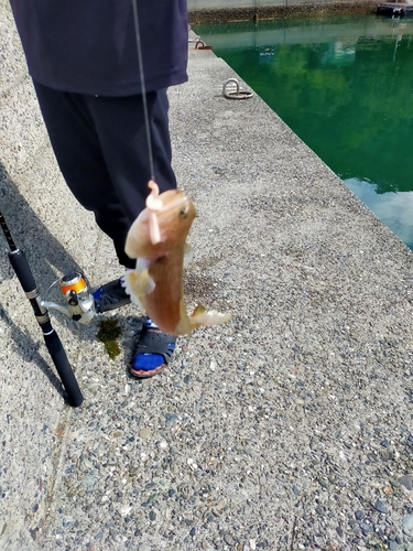 エソの釣果