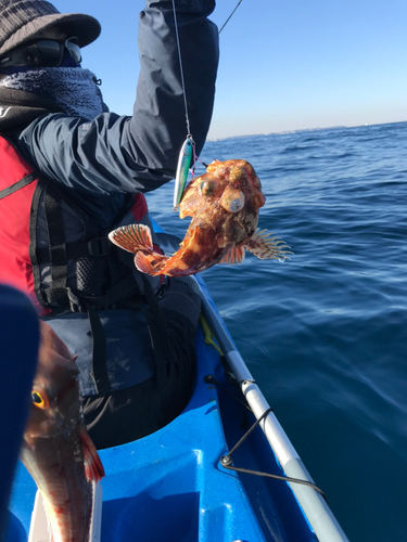 カサゴの釣果