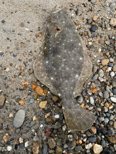 ヒラメの釣果