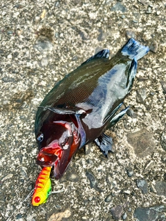 クロハタの釣果