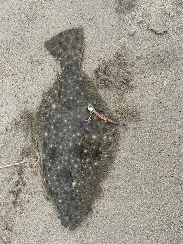 ヒラメの釣果