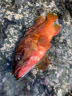 アカハタの釣果