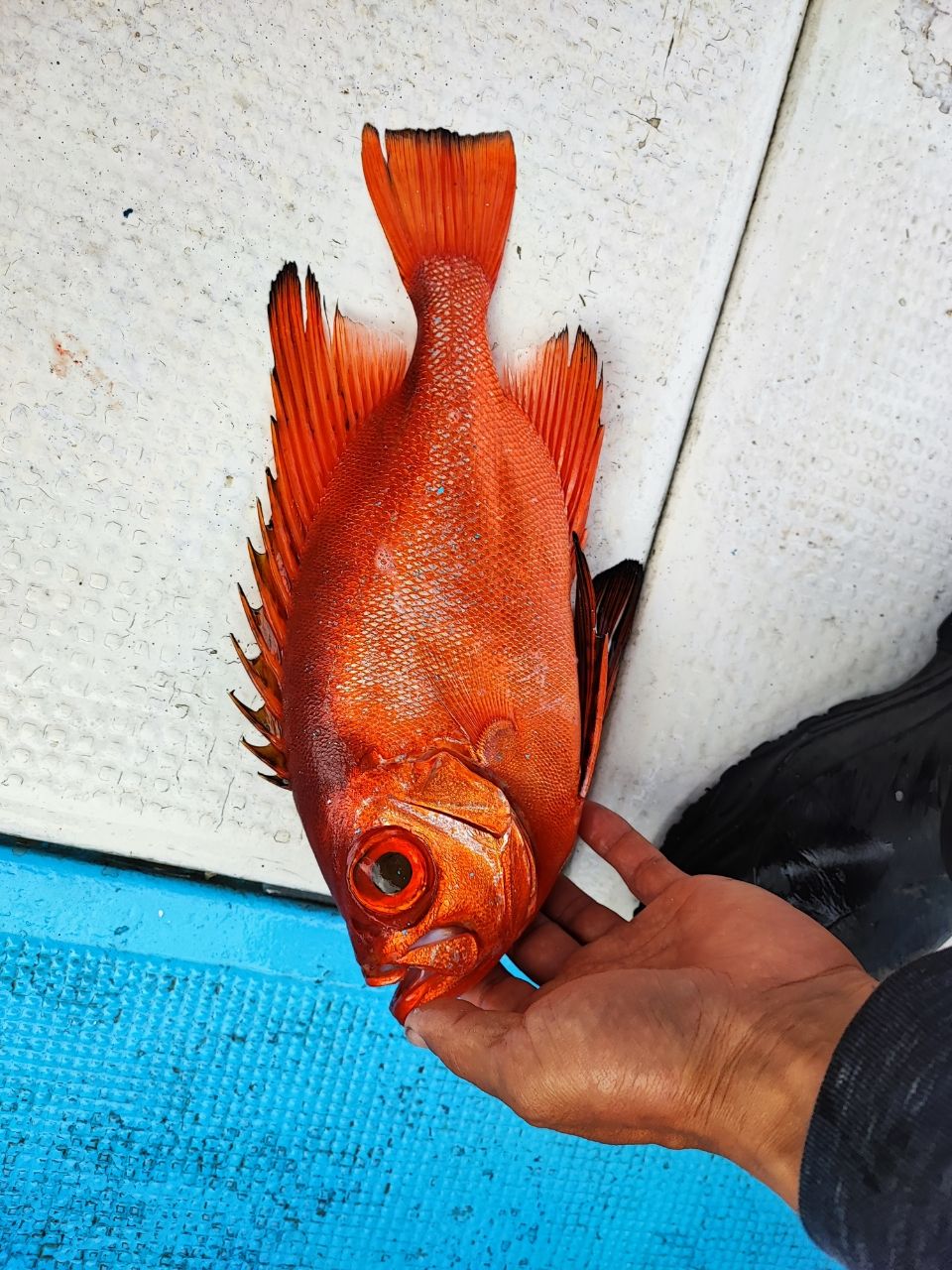 チカメキントキ