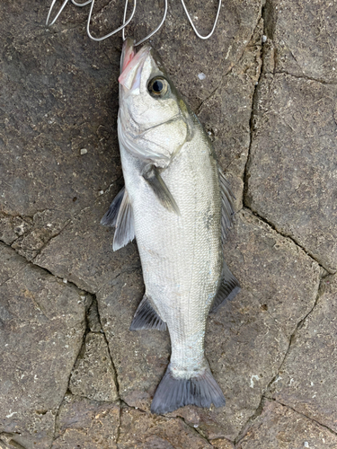 ヒラスズキの釣果