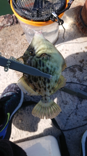 カワハギの釣果