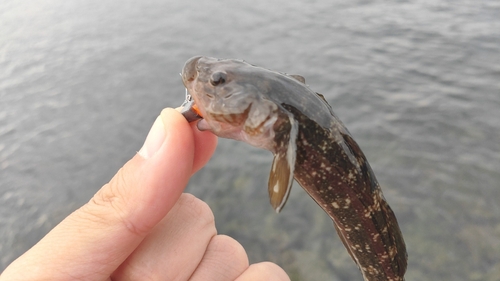 ヌマチチブの釣果