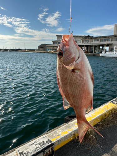 コショウダイの釣果