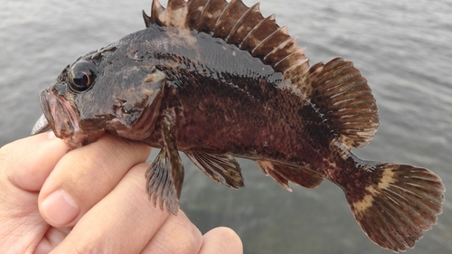 ムラソイの釣果