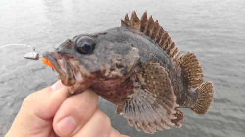 ムラソイの釣果