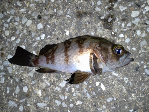 メバルの釣果