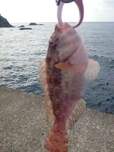 ブダイの釣果