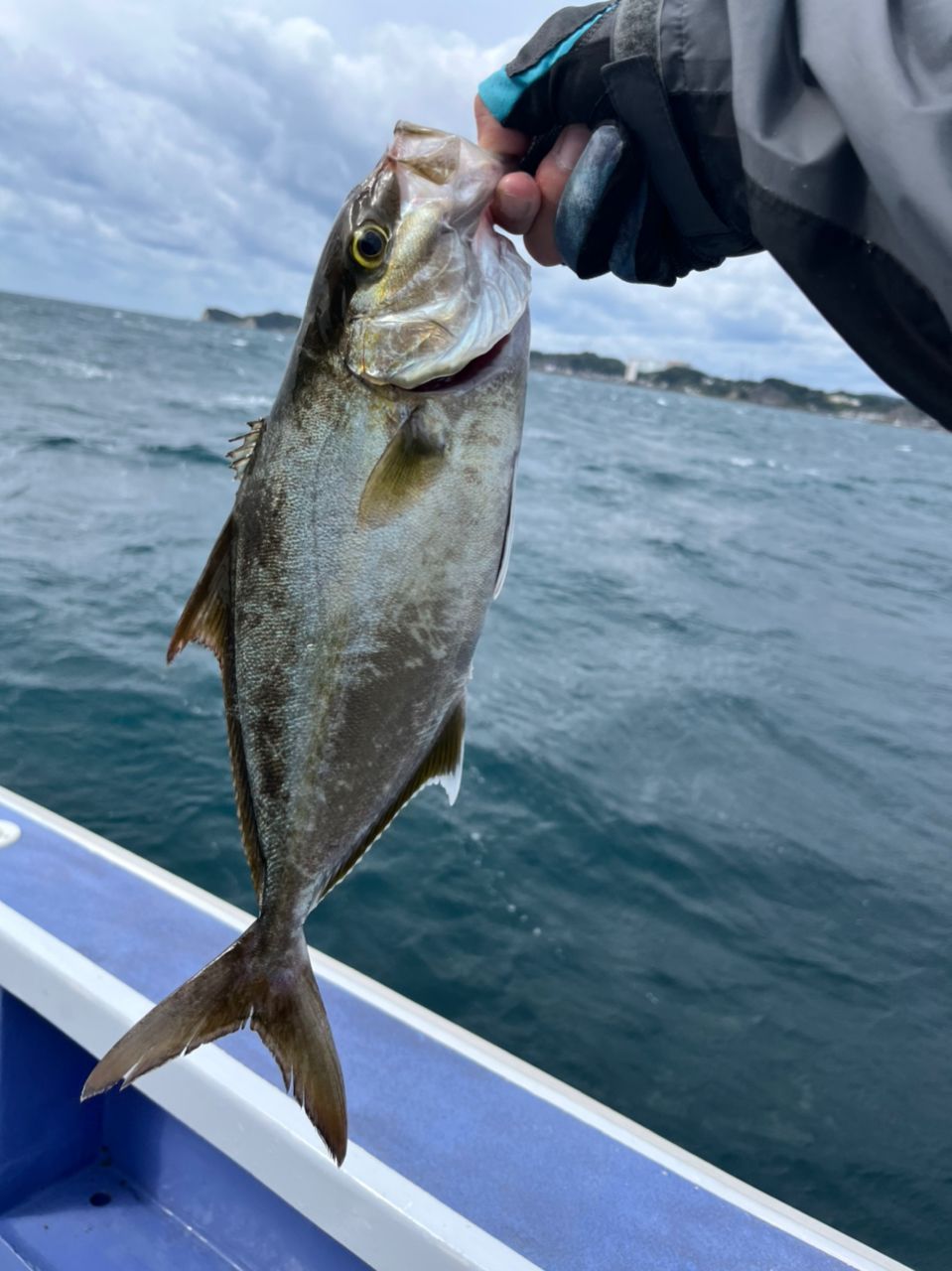 ヒレナガカンパチ