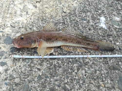 マハゼの釣果