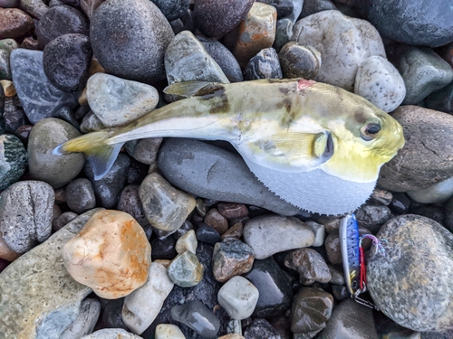 シロサバフグの釣果