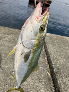 メジロの釣果