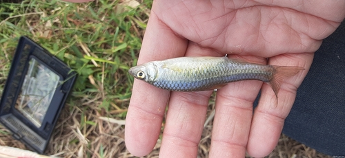 クチボソの釣果