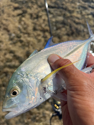 カスミアジの釣果