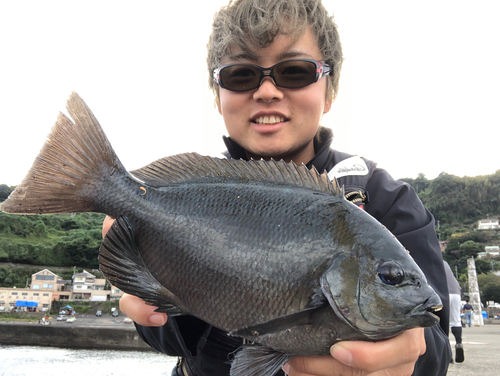 メジナの釣果