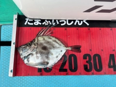 カガミダイの釣果