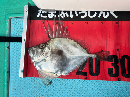 カガミダイの釣果