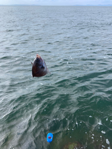 スズメダイの釣果