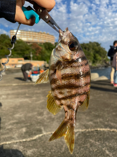 タイの釣果