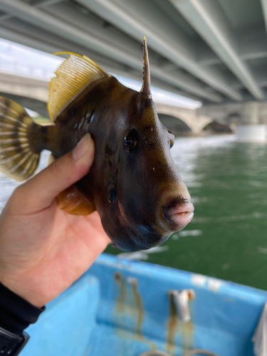 カワハギの釣果