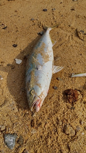 ハマチの釣果