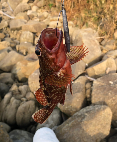 カサゴの釣果