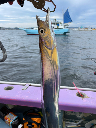 タチウオの釣果