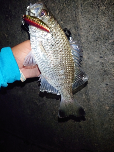 オオクチユゴイの釣果