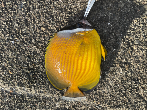 チョウチョウウオの釣果