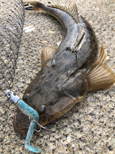 マゴチの釣果