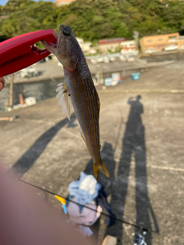 エソの釣果