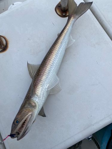 エソの釣果