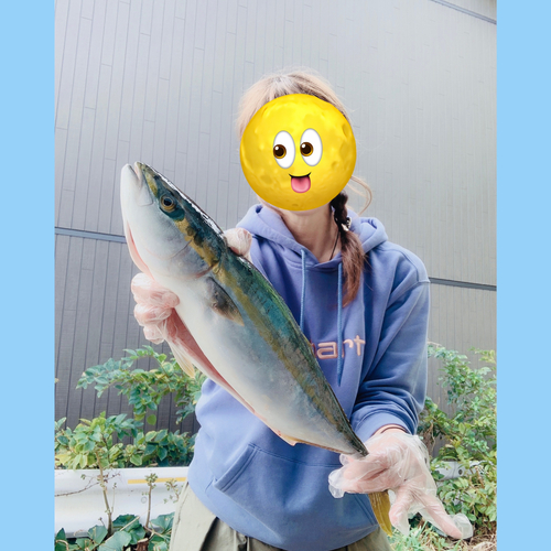 ハマチの釣果