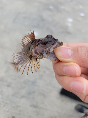 アナハゼの釣果