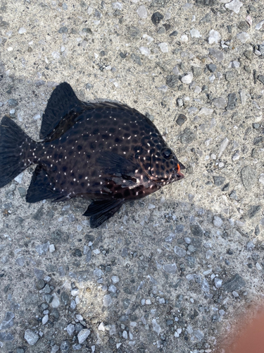 イシガキダイの釣果