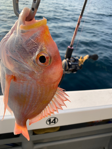 レンコダイの釣果