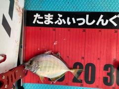 カイワリの釣果